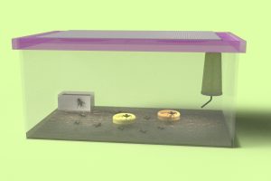 如何自己在家养蟋蟀